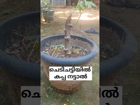 എത്രകിലോ കിട്ടും