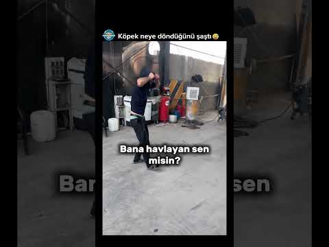 İyi taktik 😅 Köpek neye döndüğünü şaştı #akımvideoları  #komikyorum #komikyorumlar