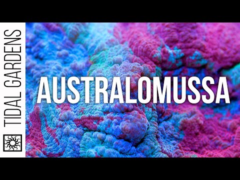 Australomussa Coral Care Tips