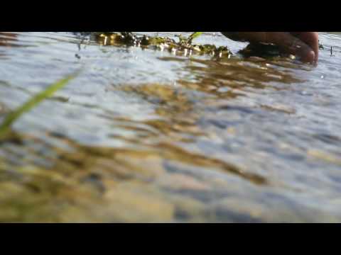 eliberare clean Siret