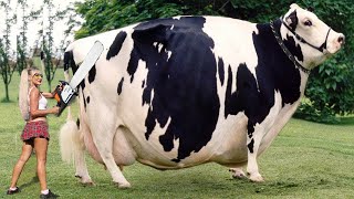 Incredible Modern Farm Dangerous Chainsaw #WithMe​ Cow Farming Milking Milk Feeding Pretty Girl 2021