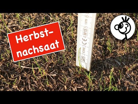 Rasen Herbst Nachsaat - 2 Wochen nach dem Säen