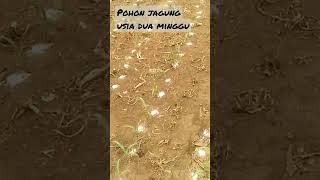 Download lagu Pohon jagung usia tanam 2minggu diberi pupuk urea secomot diantara pohon #tani#indonesia#trending mp3