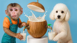 Bingo | Baby Monkey Nursery Rhymes & Kids Songs