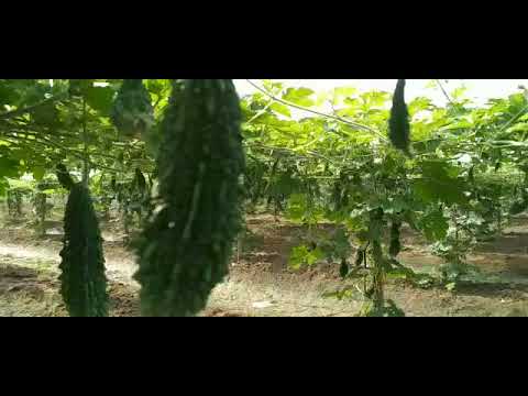 Hybrid Bitter Gourd - Shatakshi