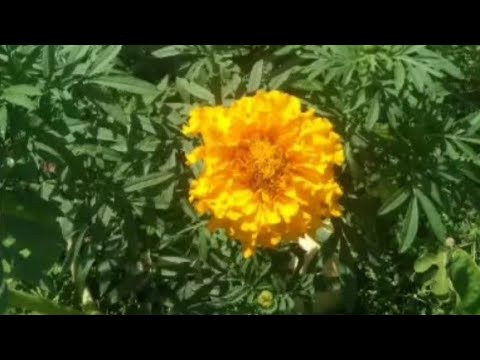 Numbers on Fertilizers...What they Mean?(N-P-K)