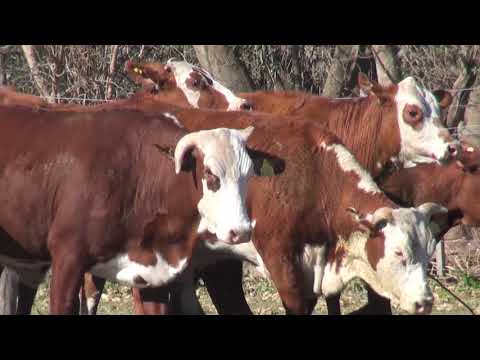 Lote VAQUILLONAS GENERALES "SAN PEDRO/LA LUCILA"