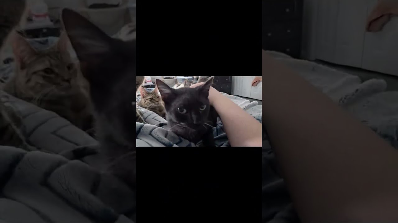 Enlarge Mario, an adopted Domestic Short Hair in Greensburg, PA video 5/5