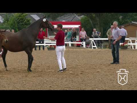 NF004 Hengstfohlen von Kannan - Quinar - Coriolan