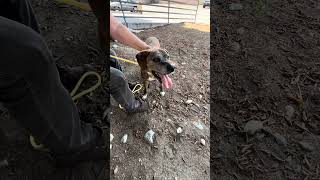Video preview image #1 Plott Hound-Unknown Mix Puppy For Sale in Pasadena, CA, USA