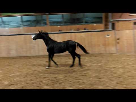 Der Pferdekauf - Teil 1: Herzensbrecher