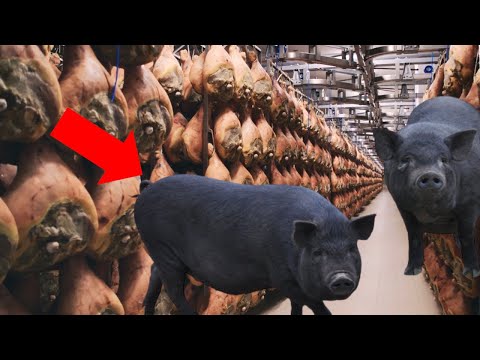 Forest to Table: World's Most Luxurious Black Pig Ham