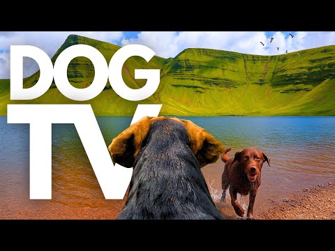 TheDogCam | 10hrs of Tranquil Mountain Lake Virtual Dog Walks 🐾⛰️ GoPro DogTV