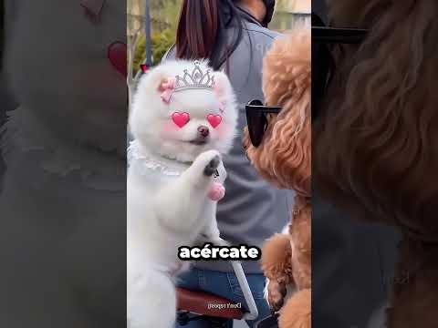 Mi Perrita Es Más Guapa 😱