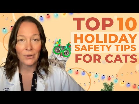 A Vet Shares Her Top 10 Cat Holiday Health and Safety Tips