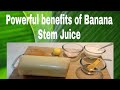 Banana Stem Juice Benefits And Side Effects
