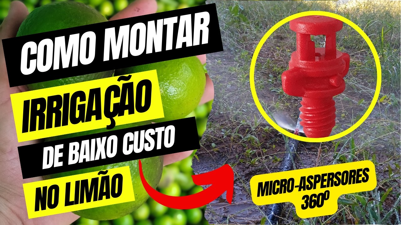 SISTEMA DE IRRIGAÇÃO DE BAIXO CUSTO para o Meu Pomar de Limão e Funcionou! #pomares