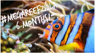 Massive 6 Month Update! | Red Sea Reefer 3XL 900 | 240 gallon Mixed Reef Tank March 2022 Update