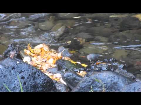 013 Dawson, Moul e Spahat's falls