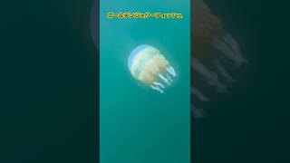 世界で唯一毒のない進化をした黄金のクラゲ🪼 神秘的に湖を泳いでいる様子@パラオ・ロックアイランド