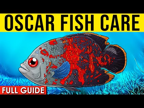Oscar Fish Info And Care | Oscar Fish Care Guide For Beginners