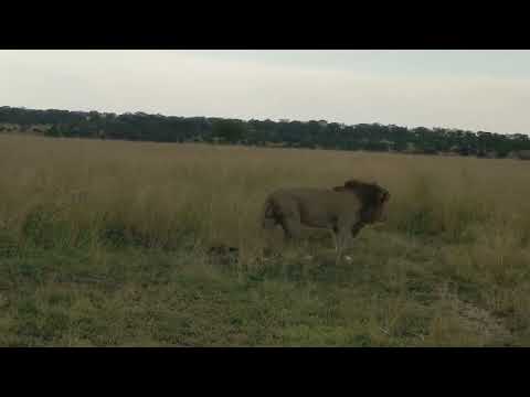 lions mating in serengeti