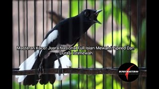 Download lagu Masteran Kacer Juara Nasional Full Isian Mewah Speed Dan Durasi Istimewah mp3