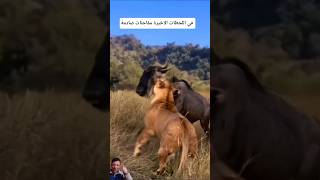 القرون الفتاكة: حين تقرر أن تنهي اللعبة!💥🐃#shorts