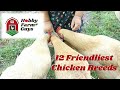 12 Of The Friendliest Chicken Breeds