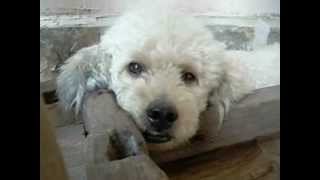 Dog rambo see silently!!