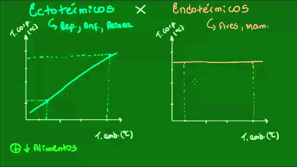 Controle da temperatura corporal nos Vertebrados - Vertebrados - Biologia