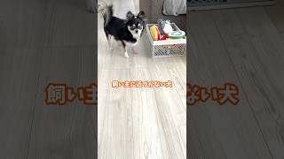 犬、飼い主から逃げる。  #犬との暮らし #chihuahua #dog