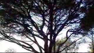 With Trees - Korpiklaani