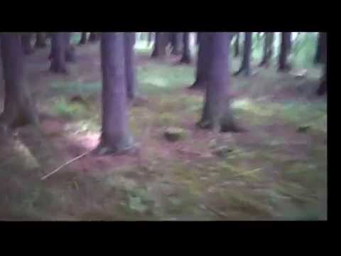 nic - NIC - Sama v lese