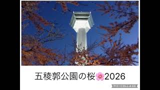 桜を見に行きました！2026.4.20