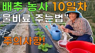 배추 다수확 지금시기에 꼭 해줘야하는것, 물비료주는법 - Cabbage water fertilizer