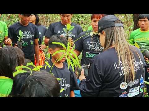 plantio de 7.000 mudas na Terra Indígena Pimentel Barbosa, em Ribeirão Cascalheira - MT