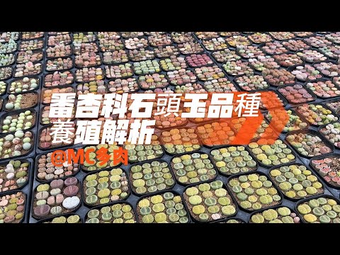 石頭玉品種