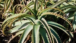 How to grow Aloe from seed