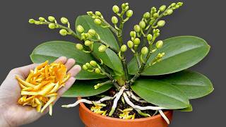 Just sprinkle this on top! Even orchids without flowers will suddenly bloom