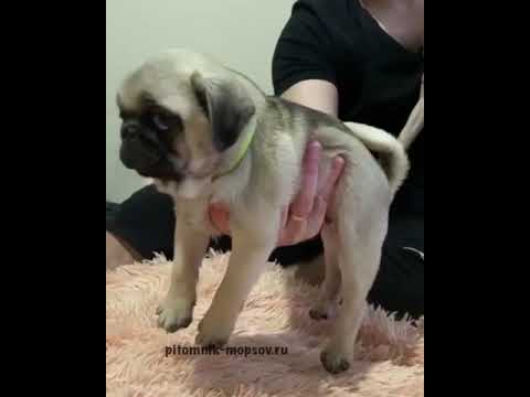Видеоотзыв о питомнике мопсов Loyal Friend