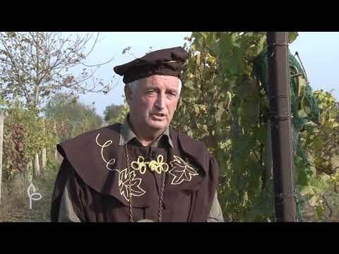 Ulog za profit ep. 61 14.12.2020. Proizvodnja vina, Aradac, proizvodnja kolača