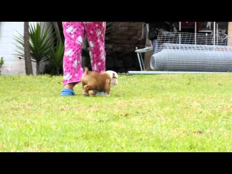 Mauiexpo's Chip English bulldog puppies for sale