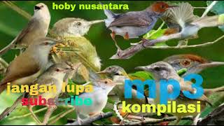Download lagu suara ribut burung prinjak/atas/bawah/lumut) ciblek gunung/ betina.jantan @hobynusantara mntap !!! mp3