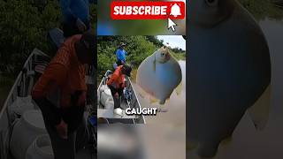 Download lagu The Amazon River Is an Angler's Paradise ‼️|| #river #amazon #monsterfish #wildangler mp3