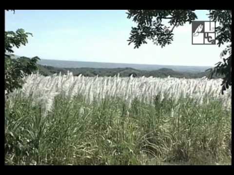 download lagu mp3 mp4 Alfredo Espino Poemas, download lagu Alfredo Espino Poemas gratis, unduh video klip Alfredo Espino Poemas