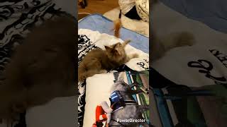 メインクーンのあかねちゃん（煽り耐性低め。）
