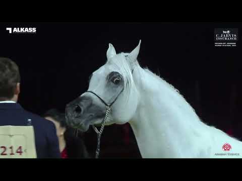 N.214 AL MILAN - Katara Int. Arabian Horse Festival 2023 - Stallions 11+ Years Old (Class 12).mp4