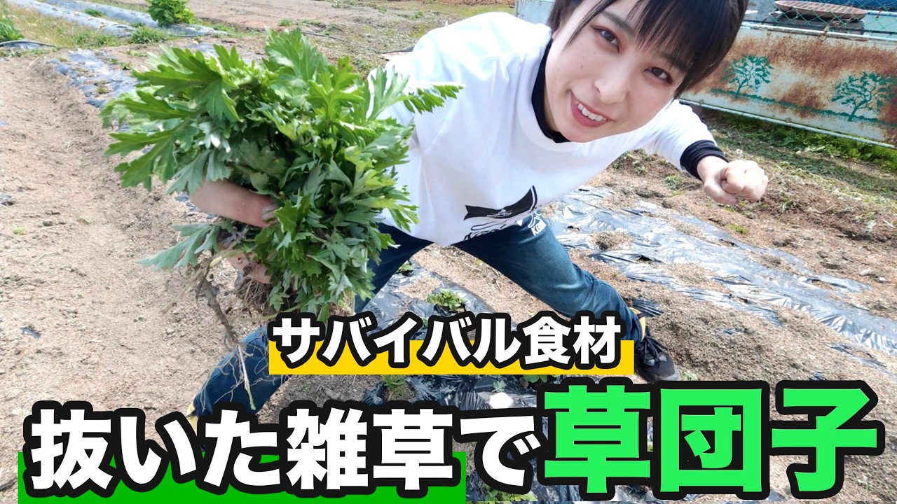 【キャンプ飯にも】抜いた雑草で草団子を作ったらまさかの出来に！【よもぎ団子】