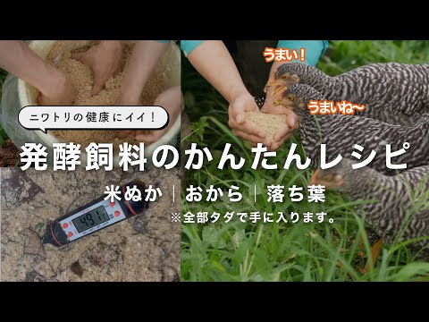 良い食べ物と悪い食べ物 産卵鶏の冬の給餌エラー